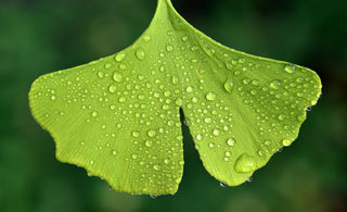 ¿Para qué sirve la Ginkgo Biloba? Beneficios y cómo tomarla