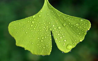 ¿Para qué sirve la Ginkgo Biloba? Beneficios y cómo tomarla