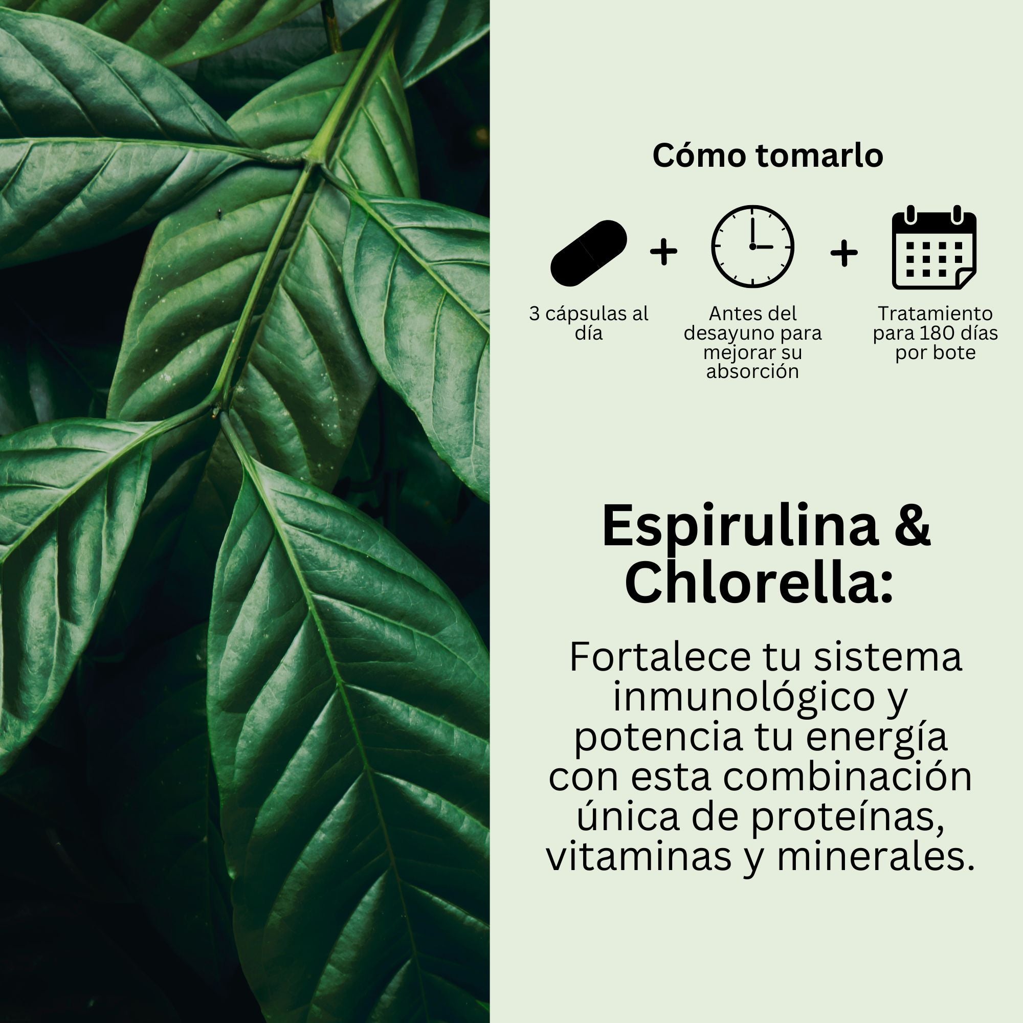 Espirulina y Chlorella