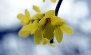 Berberina: Qué es, Propiedades y Beneficios