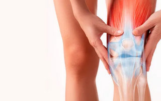 Principales articulaciones del cuerpo humano