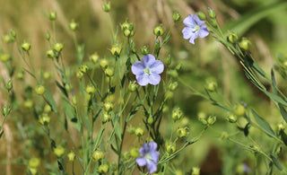 Aceite de Lino: Beneficios y Propiedades Esenciales